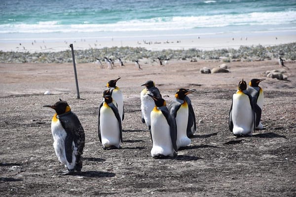 King Penguin Group, Saunders Island, Falkland Islands, Antarctica