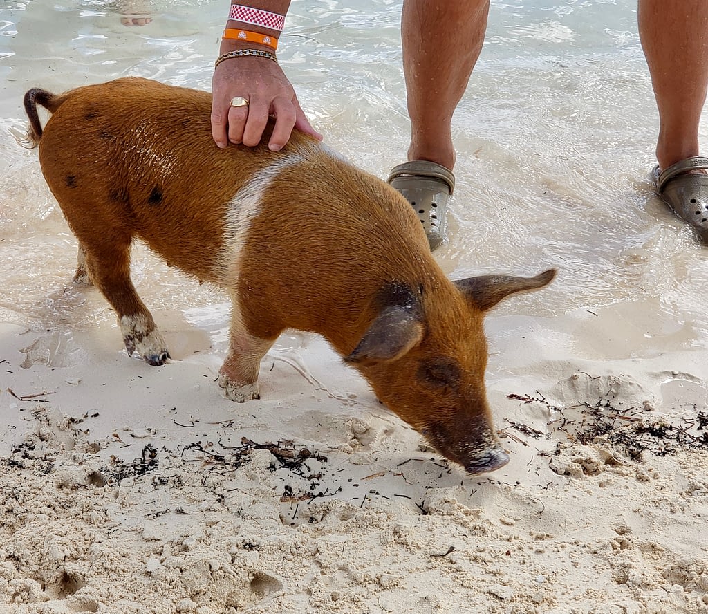Swimming Pig Powerboat Adventures Ship Channel Cay The Exumas The Bahamas