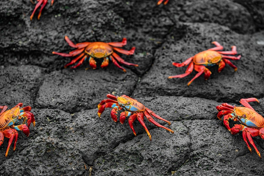 Sally Lightfoot Crabs, Galapagos Islands, Ecuador