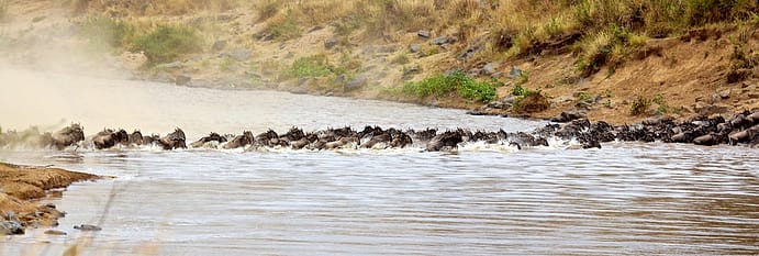 Animal Migration, Serengeti National Park, Tanzania