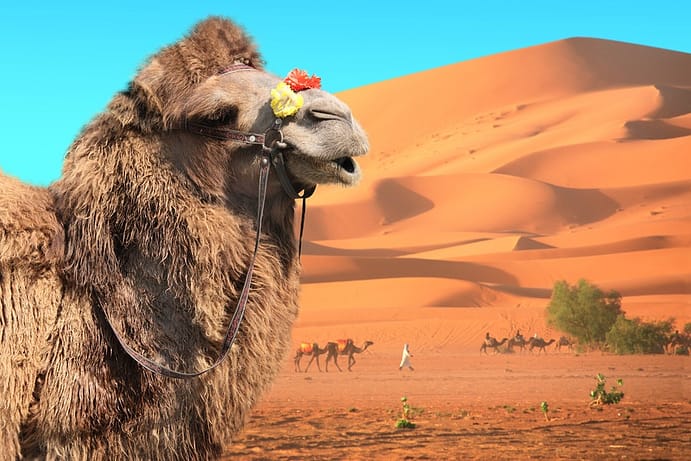 Bactrian Camel, Cairo, Egypt