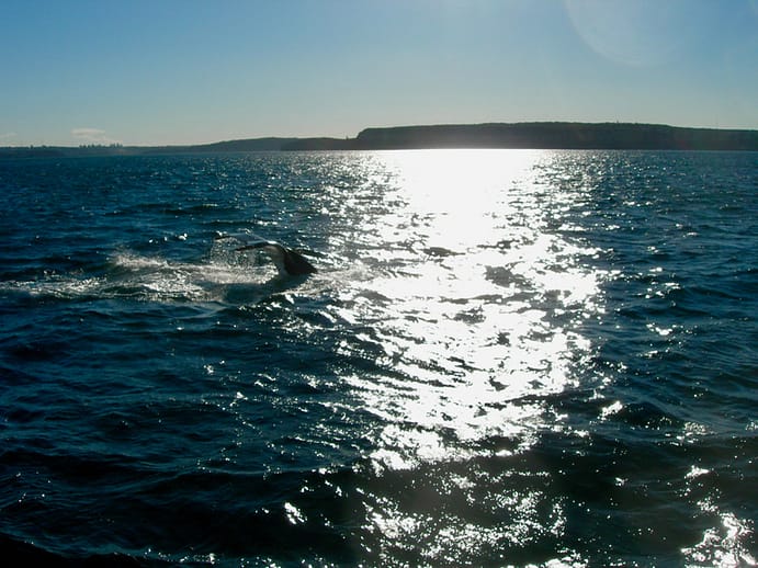 Whale Tail, Sydney, Australia