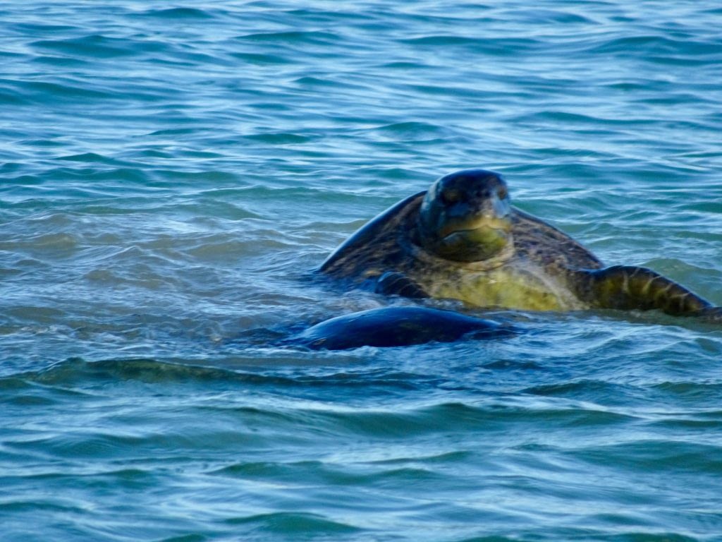 Sea Turtle, Punta Cormorant Floreana Island, Galapagos Islands, Ecuador