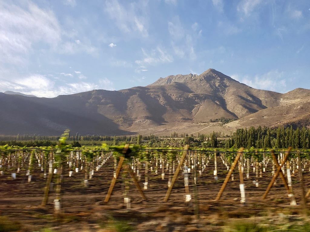 Vineyards with the Andes, Lujan de Cuyo, Mendoza, Argentina