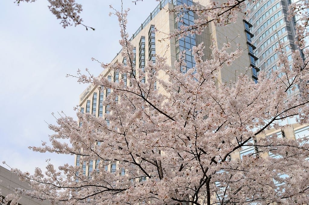 Cherry Blossom Time, Grand Hyatt Tokyo, Japan