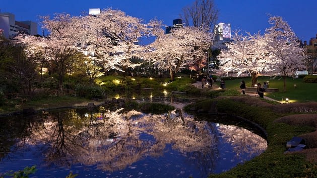 Cherry Blossoms at Night, Grand Hyatt Tokyo, Japan