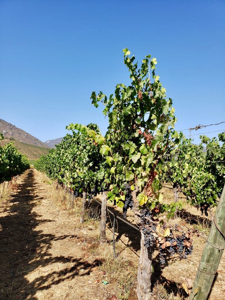 Veramonte Grapes on the Vine, Casablanca Valley, Chile